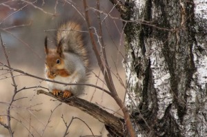 2016г. Наша белка